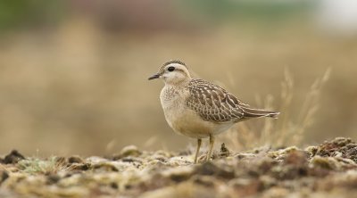Morinelplevier (Eurasian Dotterel)
