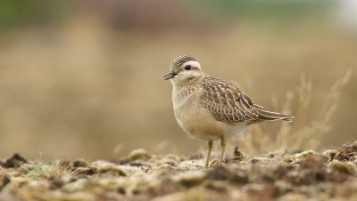 Morinelplevier (Eurasian Dotterel)
