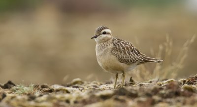 Morinelplevier (Eurasian Dotterel)