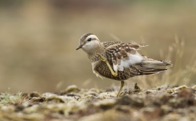 Morinelplevier (Eurasian Dotterel)