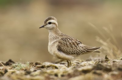 Morinelplevier (Eurasian Dotterel)