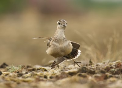 Morinelplevier (Eurasian Dotterel)