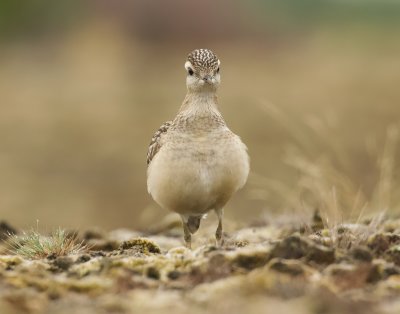 Morinelplevier (Eurasian Dotterel)