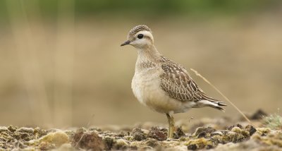 Morinelplevier (Eurasian Dotterel)