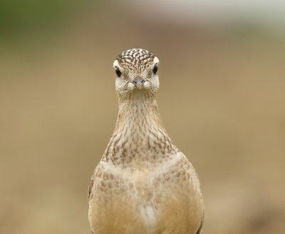 Morinelplevier (Eurasian Dotterel)