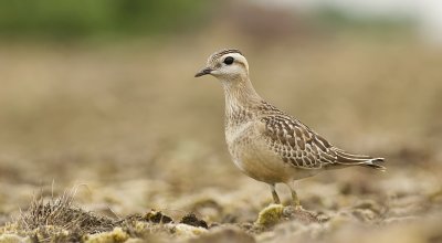 Morinelplevier (Eurasian Dotterel)