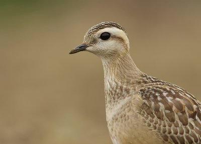 Morinelplevier (Eurasian Dotterel)