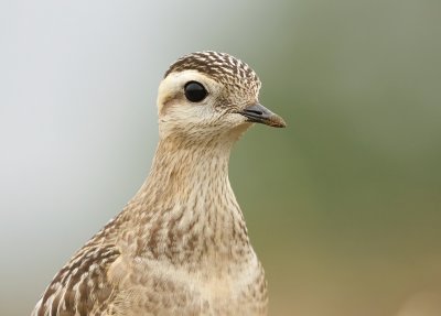 Morinelplevier (Eurasian Dotterel)