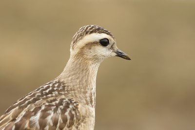 Morinelplevier (Eurasian Dotterel)