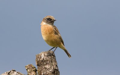 Roodborsttapuit (European Stonechat)