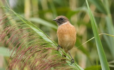 Roodborsttapuit (European Stonechat)