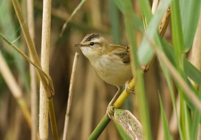 Rietzanger (Sedge Warbler)