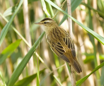 Rietzanger (Sedge Warbler)