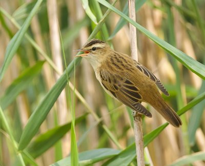 Rietzanger (Sedge Warbler)