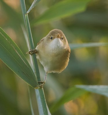 Kleine Karekiet (Eurasian Reed Warbler)