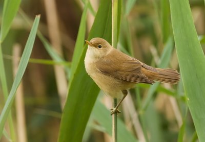 Kleine Karekiet (Eurasian Reed Warbler)