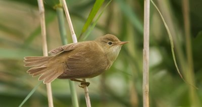 Kleine Karekiet (Eurasian Reed Warbler)