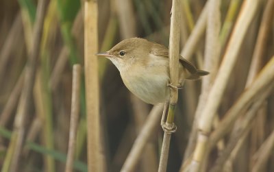 Kleine Karekiet (Eurasian Reed Warbler)