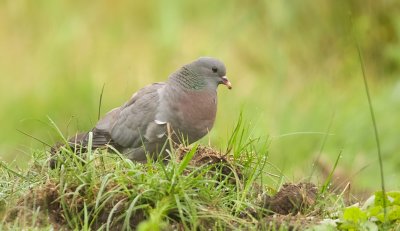 Holenduif (Stock Dove)