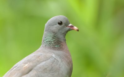 Holenduif (Stock Dove)