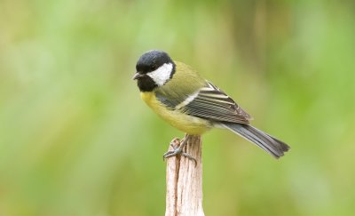 Koolmees (Great Tit)