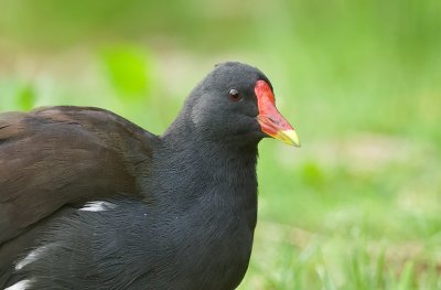 Waterhoen (Common Moorhen)