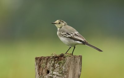 Witte Kwikstaart (White Wagtail)