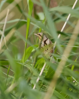 Draaihals (Eurasian Wryneck)