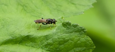 Grote Gouden Bladloper (Xylota sylvarum)
