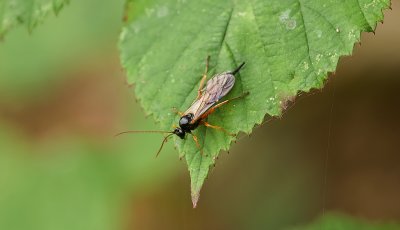 Sluipwesp sp. (Ichneumonidae sp.) 