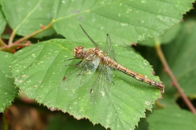 Bruinrode Heidelibel (Sympetrum striolatum) - Common darter