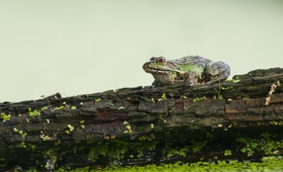 Bastaardkikker (Pelophylax kl. esculentus) - Edible Frog