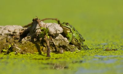 Bastaardkikker (Pelophylax kl. esculentus) - Edible Frog