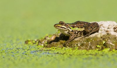 Bastaardkikker (Pelophylax kl. esculentus) - Edible Frog