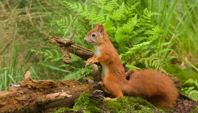 Eekhoorn (Red Squirrel)