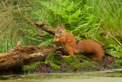 Eekhoorn (Red Squirrel)