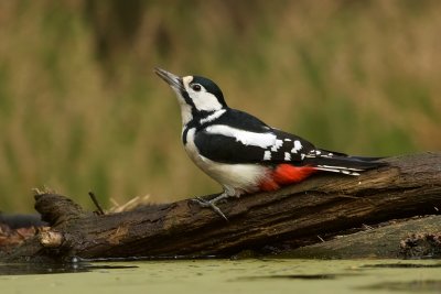 Grote Bonte Specht (Great Spotted Woodpecker)