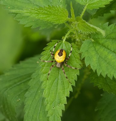 Marmerspin (Araneus marmoreus) - Marbled Orb Weaver Spider