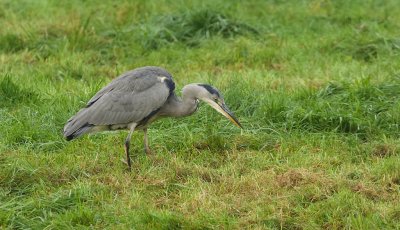 Blauwe Reiger (Grey Heron)