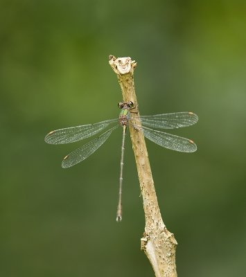 Houtpantserjuffer (Chalcolestes viridis) - Willow emerald damselfly