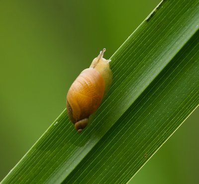 Barnsteenslak (Succinea putris)
