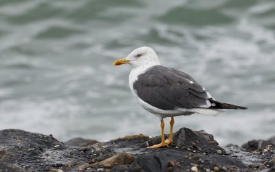 Kleine Mantelmeeuw (Lesser Black-backed Gull)