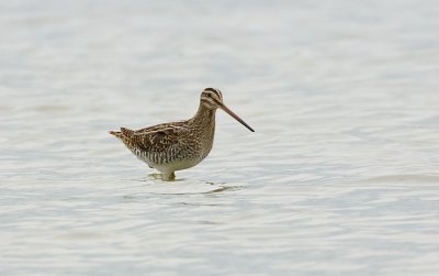 Watersnip (Common Snipe)