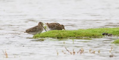 Watersnip (Common Snipe)