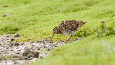 Watersnip (Common Snipe)