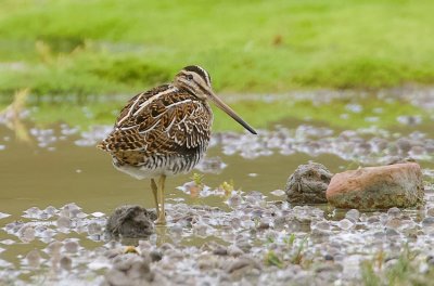 Watersnip (Common Snipe)