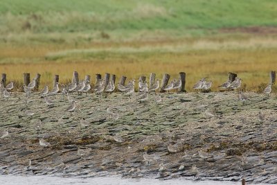 Zilverplevieren (Grey Plovers)