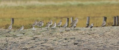 Zilverplevieren (Grey Plovers)