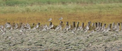Zilverplevieren (Grey Plovers)