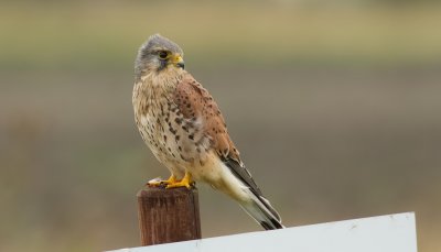 Torenvalk (Common Kestrel)